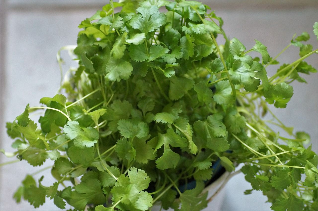 cultivar tu propio cilantro
